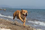 AMSTAFF ADULT 042